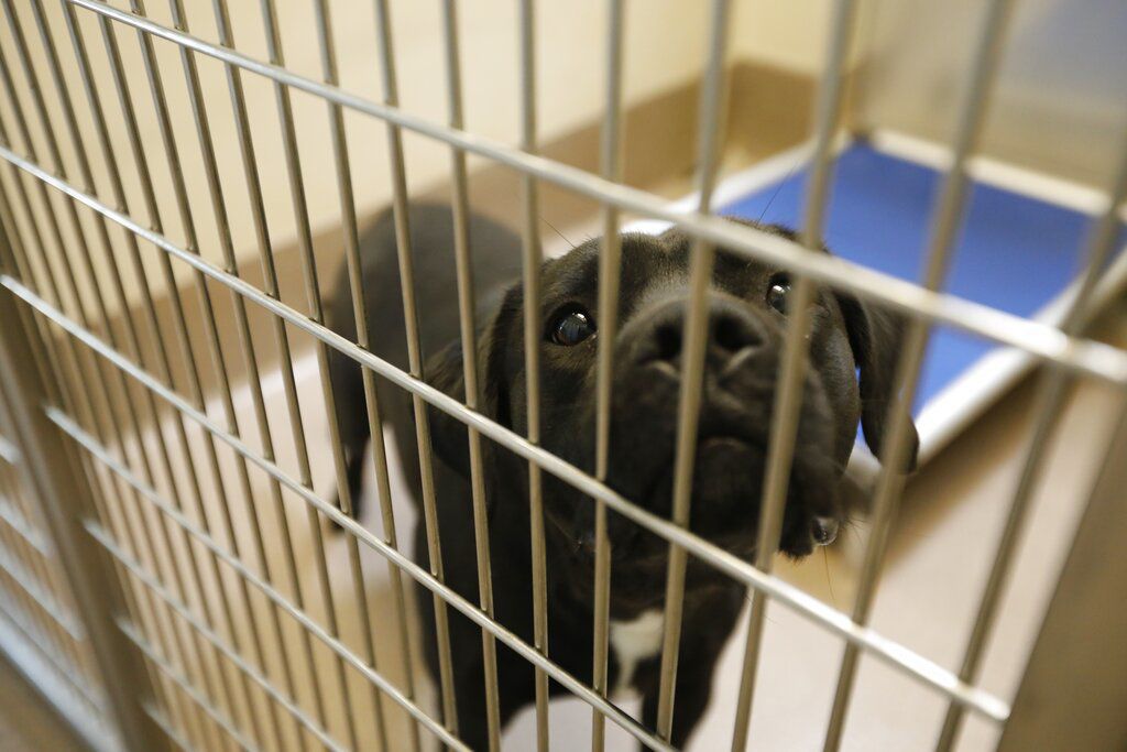 Animal Shelter